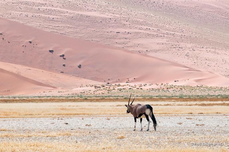 20090601_122257 D300 P1 P1.jpg - Oryx walking toward dune